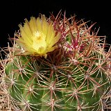 Ferocactus viridescens v. littoralis JL, BCN, Mexico JLcoll.1738.JPG